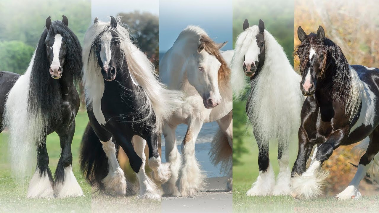 Gypsy Vanner Horses